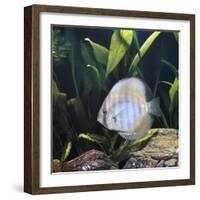 Discus Fish Captive, from Tropical Rainforest Rivers in Brazil-Jane Burton-Framed Photographic Print