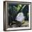 Discus Fish Captive, from Tropical Rainforest Rivers in Brazil-Jane Burton-Framed Photographic Print