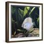 Discus Fish Captive, from Tropical Rainforest Rivers in Brazil-Jane Burton-Framed Photographic Print