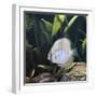 Discus Fish Captive, from Tropical Rainforest Rivers in Brazil-Jane Burton-Framed Photographic Print