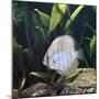 Discus Fish Captive, from Tropical Rainforest Rivers in Brazil-Jane Burton-Mounted Photographic Print