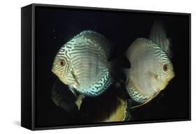 Discus Fishes-null-Framed Stretched Canvas