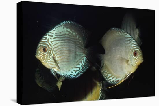 Discus Fishes-null-Stretched Canvas