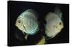 Discus Fishes-null-Stretched Canvas