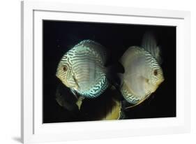 Discus Fishes-null-Framed Photographic Print