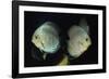 Discus Fishes-null-Framed Photographic Print