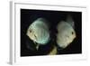 Discus Fishes-null-Framed Photographic Print