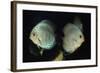 Discus Fishes-null-Framed Photographic Print