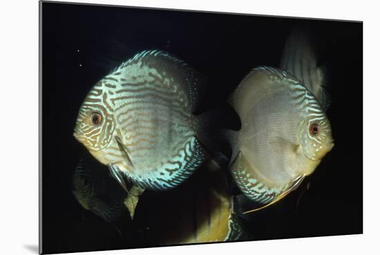 Discus Fishes-null-Mounted Photographic Print
