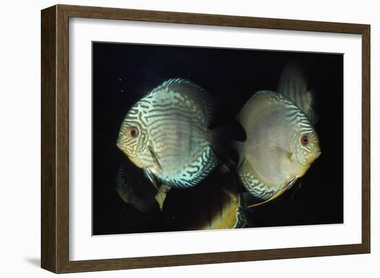 Discus Fishes-null-Framed Photographic Print