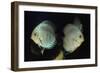 Discus Fishes-null-Framed Photographic Print