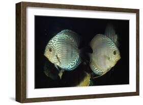 Discus Fishes-null-Framed Photographic Print