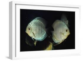 Discus Fishes-null-Framed Photographic Print