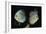Discus Fishes-null-Framed Photographic Print