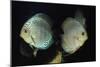 Discus Fishes-null-Mounted Photographic Print