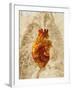 Diseased Heart-Mehau Kulyk-Framed Photographic Print