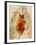 Diseased Heart-Mehau Kulyk-Framed Photographic Print