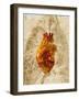 Diseased Heart-Mehau Kulyk-Framed Photographic Print