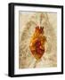 Diseased Heart-Mehau Kulyk-Framed Photographic Print