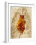 Diseased Heart-Mehau Kulyk-Framed Photographic Print