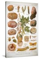 Diseases of the Potato, C1920-null-Stretched Canvas