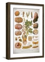 Diseases of the Potato, C1920-null-Framed Giclee Print