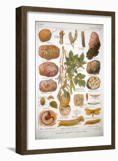 Diseases of the Potato, C1920-null-Framed Giclee Print