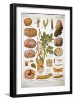 Diseases of the Potato, C1920-null-Framed Giclee Print