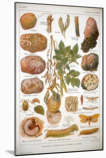 Diseases of the Potato, C1920-null-Mounted Giclee Print