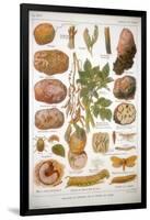 Diseases of the Potato, C1920-null-Framed Giclee Print