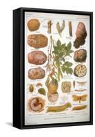 Diseases of the Potato, C1920-null-Framed Stretched Canvas