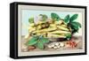 Dish of Broad Beans-Giovanna Garzoni-Framed Stretched Canvas