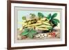 Dish of Broad Beans-Giovanna Garzoni-Framed Premium Giclee Print