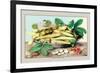 Dish of Broad Beans-Giovanna Garzoni-Framed Premium Giclee Print