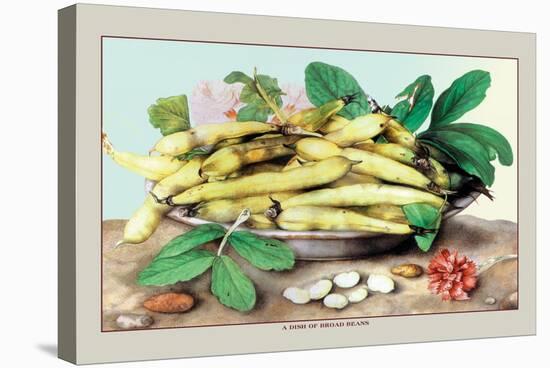 Dish of Broad Beans-Giovanna Garzoni-Stretched Canvas