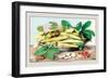 Dish of Broad Beans-Giovanna Garzoni-Framed Premium Giclee Print