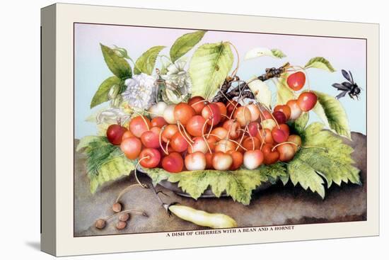 Dish of Cherries with a Bean and a Hornet-Giovanna Garzoni-Stretched Canvas