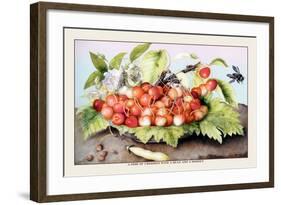 Dish of Cherries with a Bean and a Hornet-Giovanna Garzoni-Framed Art Print