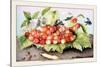 Dish of Cherries with a Bean and a Hornet-Giovanna Garzoni-Stretched Canvas