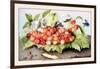 Dish of Cherries with a Bean and a Hornet-Giovanna Garzoni-Framed Art Print