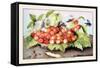 Dish of Cherries with a Bean and a Hornet-Giovanna Garzoni-Framed Stretched Canvas