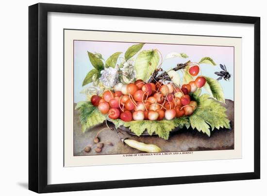 Dish of Cherries with a Bean and a Hornet-Giovanna Garzoni-Framed Art Print