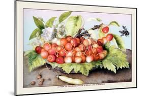 Dish of Cherries with a Bean and a Hornet-Giovanna Garzoni-Mounted Art Print