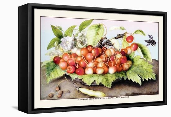 Dish of Cherries with a Bean and a Hornet-Giovanna Garzoni-Framed Stretched Canvas