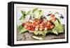 Dish of Cherries with a Bean and a Hornet-Giovanna Garzoni-Framed Stretched Canvas