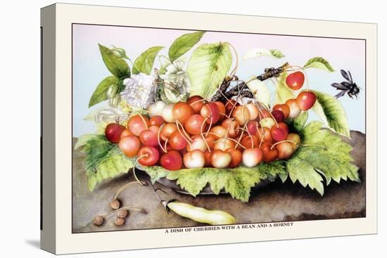 Dish of Cherries with a Bean and a Hornet-Giovanna Garzoni-Stretched Canvas