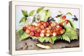 Dish of Cherries with a Bean and a Hornet-Giovanna Garzoni-Stretched Canvas