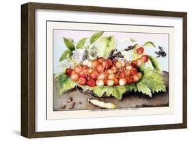 Dish of Cherries with a Bean and a Hornet-Giovanna Garzoni-Framed Art Print