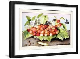 Dish of Cherries with a Bean and a Hornet-Giovanna Garzoni-Framed Art Print