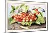 Dish of Cherries with a Bean and a Hornet-Giovanna Garzoni-Mounted Art Print